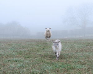 Snow bengal cat in a foggy field with a sheep