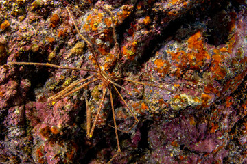 Arrowhead Spider Crab (Stenorhynchus lanceolatus) on reef, Tenerife, Canary Islands, Spain