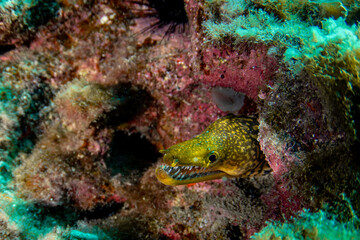 Enchelycore anatina, Fangtooth moray in Tenerife, Canary Islands, Spain.