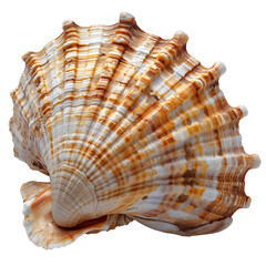 Obraz premium Seashell PNG. Sea shell isolated. Salt water shell PNG. Seashell top view PNG. Sea shell flat lay isolated