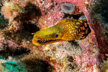 Enchelycore anatina, Fangtooth moray in Tenerife, Canary Islands, Spain.