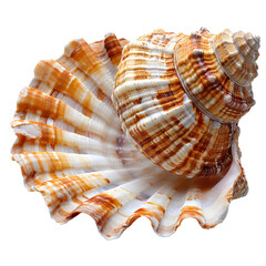 Obraz premium Seashell PNG. Sea shell isolated. Salt water shell PNG. Seashell top view PNG. Sea shell flat lay isolated