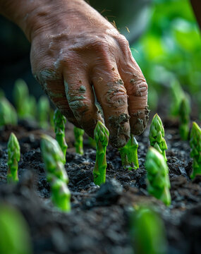 Naklejki A man's hand carefully plants asparagus in the garden, breaking off young shoots at ground level. The focus on close-up detail captures the essence and beauty of garden work. Agriculture.