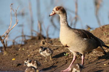 Egyptian goose (Alopochen aegyptiaca) is an African member of the Anatidae family including ducks, geese, and swans. This photo was taken in Kruger National Park, South Africa.