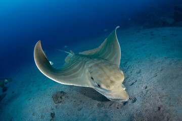  Bull ray (Aetomylaeus bovinus), Tenerife, Canary Islands.