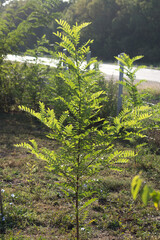 The black locust (Robinia pseudoacacia)