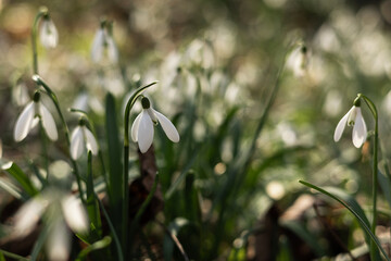 Śnieżyczka przebiśnieg w lesie. Pierwsze oznaki wiosny, białe wiosenne kwiatki, przebiśniegi. Leśne byliny galanthus nivalis.  © Anita