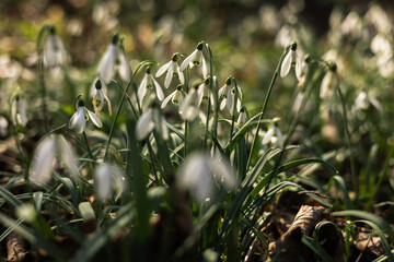 Śnieżyczka przebiśnieg w lesie. Pierwsze oznaki wiosny, białe wiosenne kwiatki, przebiśniegi. Leśne byliny galanthus nivalis.  - obrazy, fototapety, plakaty
