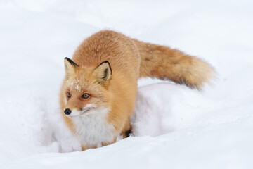 冬のモフモフ天使で可愛いキタキツネ（北海道）