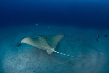 Bull ray (Aetomylaeus bovinus), Tenerife, Canary Islands.