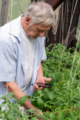 Fototapeta premium Elderly man in light shirt examining plants closely with a smartphone, depicting attention to detail in home gardening, suitable for articles on gardening technology