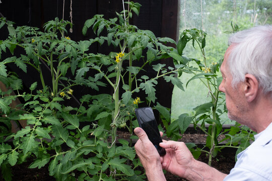 Elderly senior man examining plants closely with a smartphone, depicting attention to detail in home gardening, suitable for articles on gardening technology