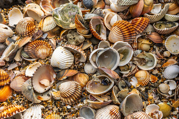 Shells on the beach of Agde, France