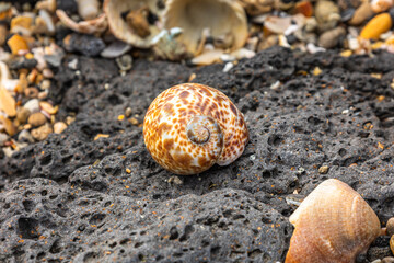 Shells on the beach of Agde, France