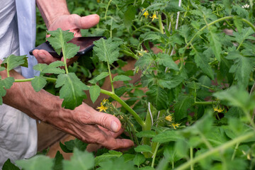Fototapeta na wymiar Gardener's hands with smartphone among tomato vines, using technology for sustainable farming in greenhouse
