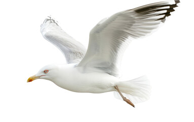 Coastal Companions: Understanding the Seafaring Seagull Generative AI