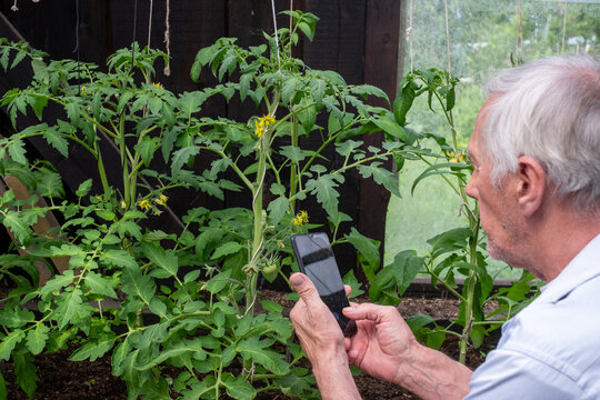 Elderly man taking photo examining plants closely with a smartphone, depicting attention to detail in home gardening, suitable for articles on gardening technology