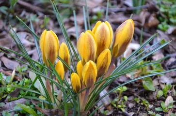 yellow crocus flowers in early spring