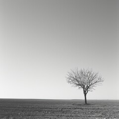 A solitary leafless tree stands in an open field, a stark and poignant image that could be used for environmental messages or as an artistic statement on solitude.