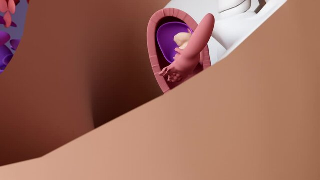 Fertilization, Embryo Development and Fetal Development.