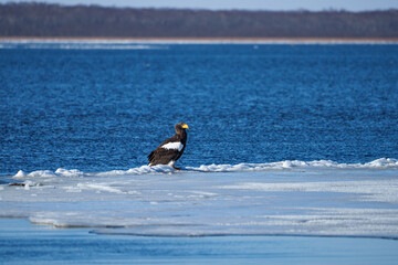 風蓮湖　走古丹のオオワシ