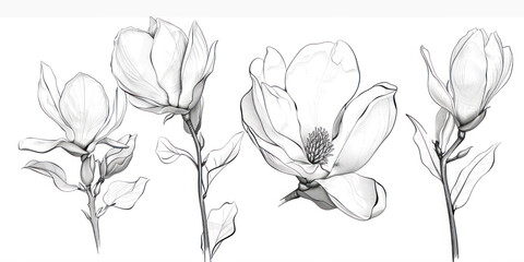 Sketch Floral Botany Collection. Magnolia flower drawings. Black and white with line art on white backgrounds.