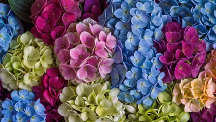 Poster Beautiful colorful hydrangea flowers as background, top view © Next Gen