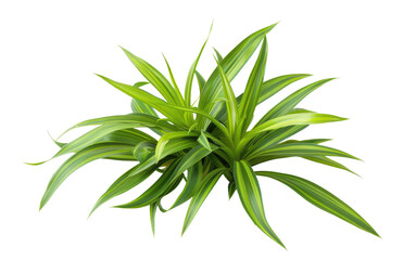 Spider Plant Chlorophytum comosum: Generative AI