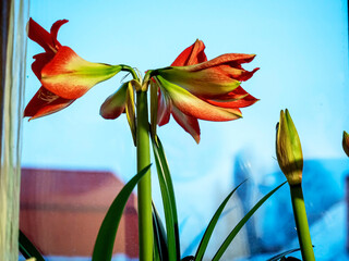 Amaryllis buds are blooming in a pot on the windowsill - 761390739
