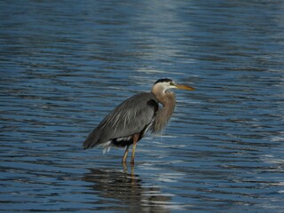 Great Gray Heron standing in the water Florida