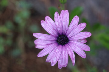 Obraz premium pink Dimorphotheca ecklonis, also known as Cape marguerite on a rainy day