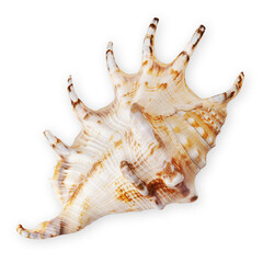 Top view of a seashell, isolated on a white background. Represents the concept of a summer beach...