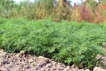 Green dill grows in the garden bed.