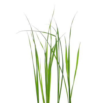 Green grass isolated on white background and texture, clipping path