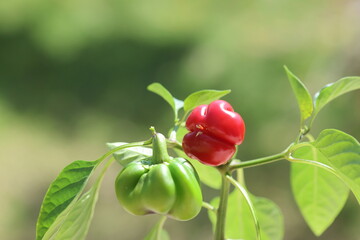 bell peppers growing on the plant