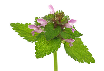 Close up blooming dead nettles with purple flower, Red Dead-nettle, purple dead-nettle, (Lamium...