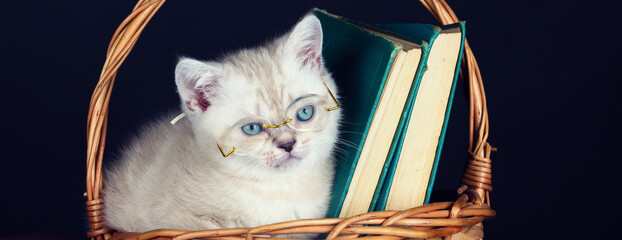 Cute white kitten wearing glasses, sitting in a basket with booksю Horizontal banner - 761398903