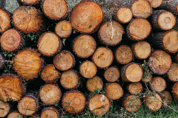 A pile of logs, bathed in the soft light of dawn, shows the warmth of the yellowish-brown wood.