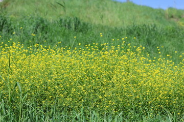 charlock mustard or wild mustard (Rhamphospermum arvense) in meadow