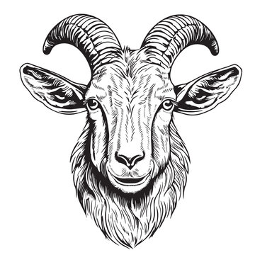 goat hand drawn vector illustration realistic sketch