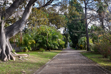 Path in the public park of Villa Ormond, rich in exotic and rare plants, on the promenade of the so-called 