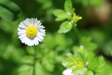 bellis daisies (Bellis perennis) flowers in spring © UMIT