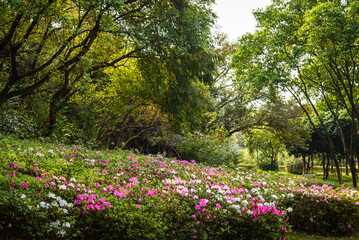 Park spring nature landscape. Lush woods and blooming rhododendrons.