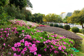 Landscape of Yuanmei Park in the center of Dongguan, china. Spring scenery in the park.