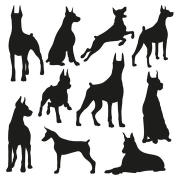 Vector silhouette of a dog on a white background. Doberman