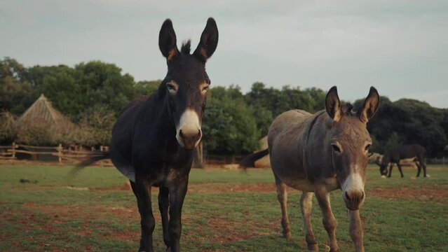 Close-up shot of brown cute donkeys on the farm against the backdrop of a green forest. Wildlife in the nature. Farm animals in the wild.