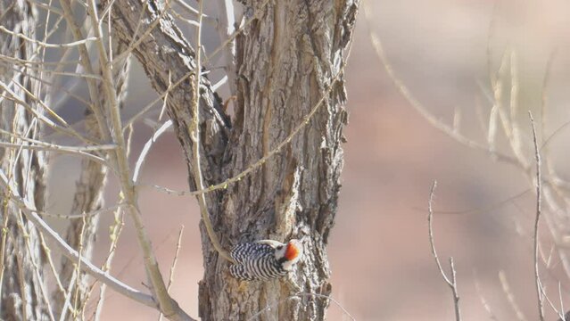 Ladder-backed Woodpecker on Tree Trunk