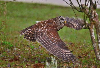 Barred owl looking for food