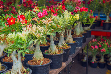 Variegated variegated adenium of various flowering colors in pots on display in the garden.
