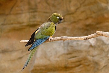 Close up photo of The burrowing parrot (Cyanoliseus patagonus). 